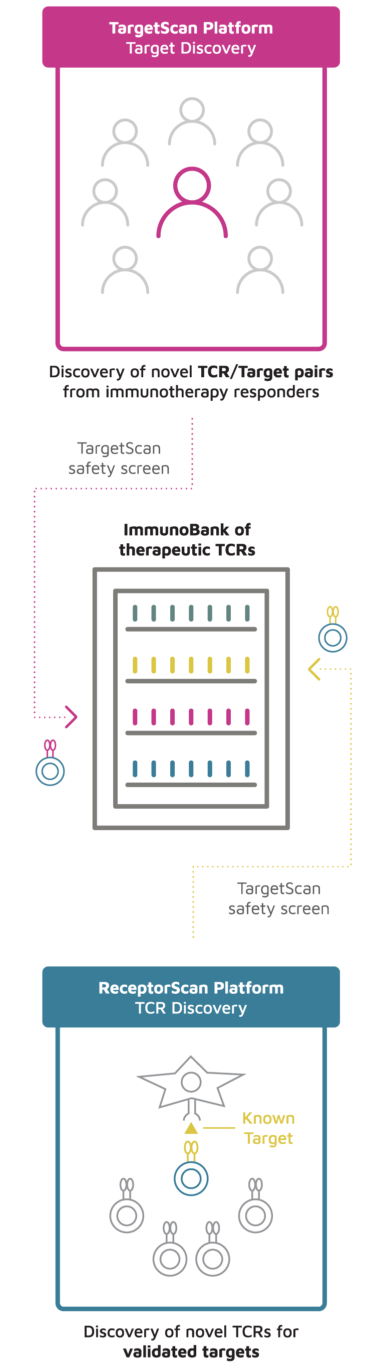 Our Approach – TScan Therapeutics